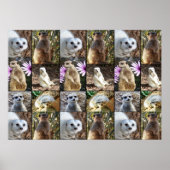 Meerkat Foto Collage Value Wall Poster (Vorne)