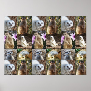 Meerkat Foto Collage Value Wall Poster