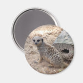 Meerkat-Foto gegen Holz und Sand Magnet (Vorderseite/Rückseite)