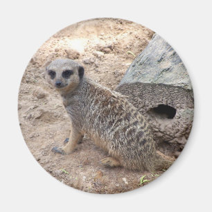 Meerkat-Foto gegen Holz und Sand Magnet