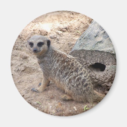 Meerkat-Foto gegen Holz und Sand Magnet (Vorne)