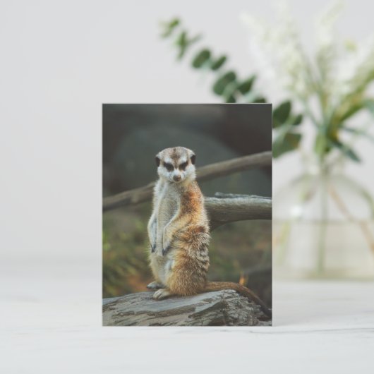 Meerkat Foto Postkarte (Stehend Vorderseite)
