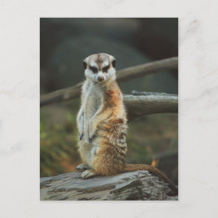 Meerkat Foto Postkarte
