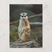 Meerkat Foto Postkarte (Vorderseite)