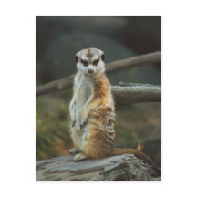 Meerkat Foto