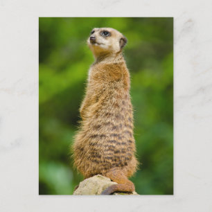 Meerkat Foto Postkarte