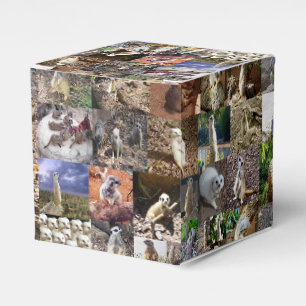 Meerkat FotoCollage, Geschenkschachtel