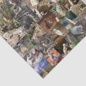 Meerkat FotoCollage, Seidenpapier (Detail)