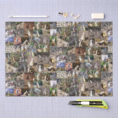 Meerkat FotoCollage, Seidenpapier (Handwerk)