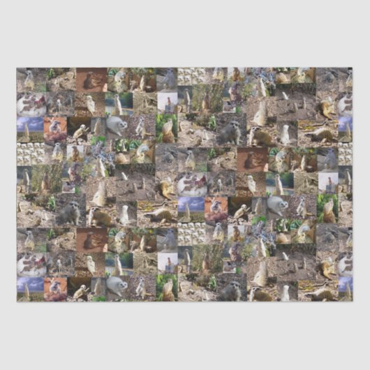 Meerkat FotoCollage, Seidenpapier (Vorderseite)