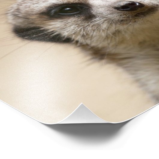 Meerkat Fotodruck (Ecke)