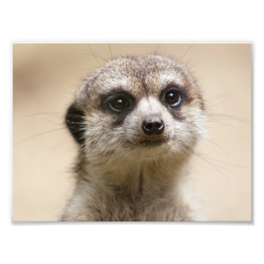 Meerkat Fotodruck (Vorne)