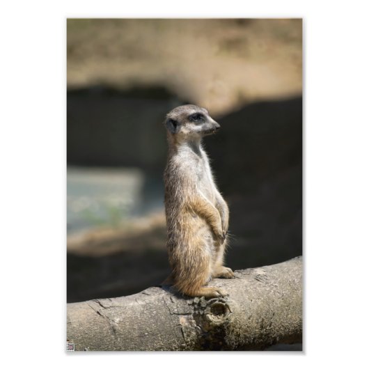 Meerkat Fotodruck (Vorne)