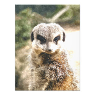 MEERKAT FOTODRUCK