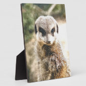 MEERKAT FOTOPLATTE (Seite)