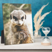 MEERKAT FOTOPLATTE (Seite)