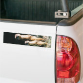 Meerkat Freund-Autoaufkleber Autoaufkleber (Auf Lkw)