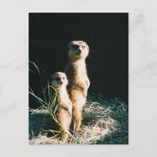Meerkat Freunde Postkarte (Vorderseite)