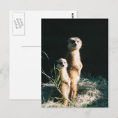 Meerkat Friends Post Card Postkarte (Vorne/Hinten)