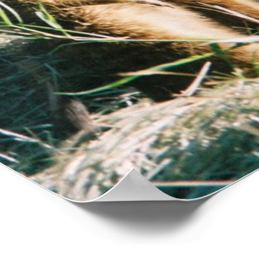 Meerkat Friends Poster (Ecke)