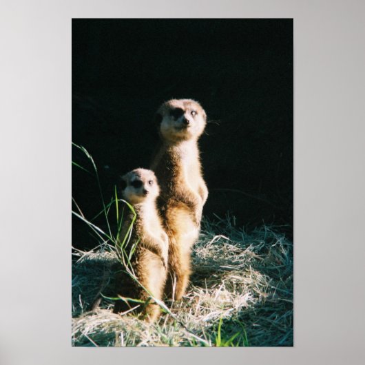 Meerkat Friends Poster (Vorne)