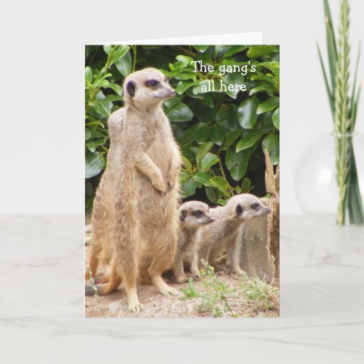Meerkat Gang Geburtstagskarte Karte (Vorderseite)