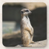 Meerkat Getränkeuntersetzer (Vorderseite)