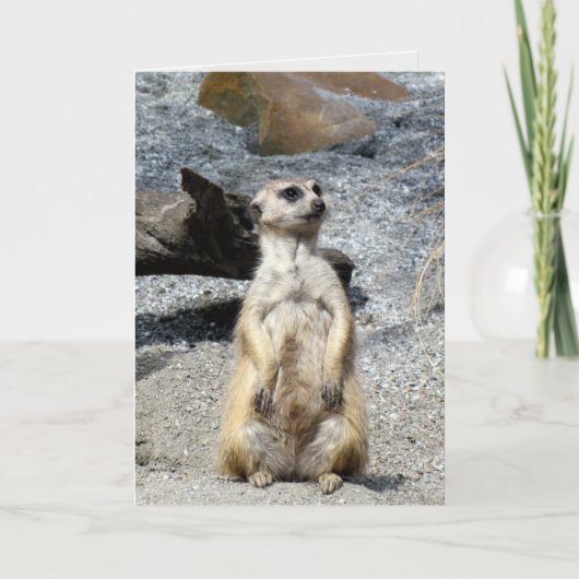 Meerkat Greeting Card Karte (Vorderseite)