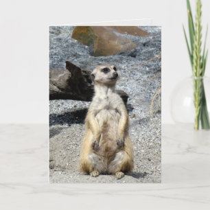 Meerkat Greeting Card Karte