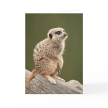 Meerkat Gruß-Karte