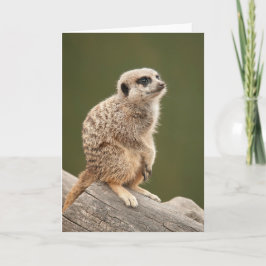 Meerkat Gruß-Karte Karte