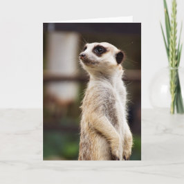 Meerkat Gruß-Karte Karte