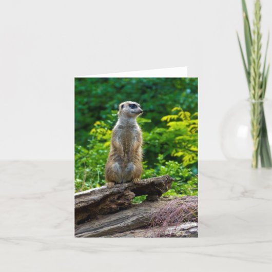 Meerkat Grußkarte Karte (Vorderseite)