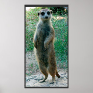 Meerkat hohes Plakat