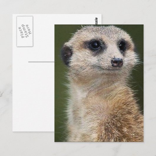 Meerkat im Blick Postkarte (Vorne/Hinten)