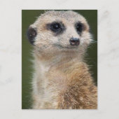 Meerkat im Blick Postkarte (Vorderseite)