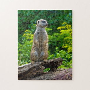 Meerkat im Jigsaw-Puzzle Puzzle