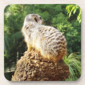 Meerkat im Paradies, Getränkeuntersetzer (Vorderseite)