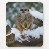 Meerkat im Schnee Mousepad (Vorne)
