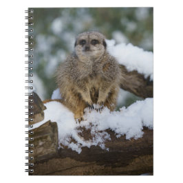 Meerkat im Schnee Notizblock