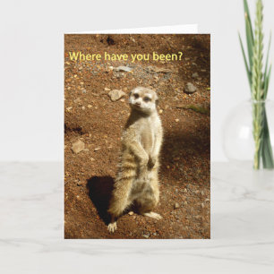 meerkat karte