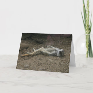 Meerkat-Karte Karte