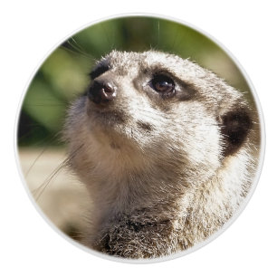 MEERKAT KERAMIKKNAUF