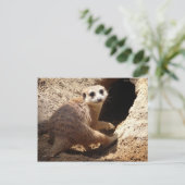 Meerkat Lächeln Postkarte (Stehend Vorderseite)