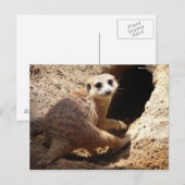 Meerkat Lächeln Postkarte (Vorne/Hinten)