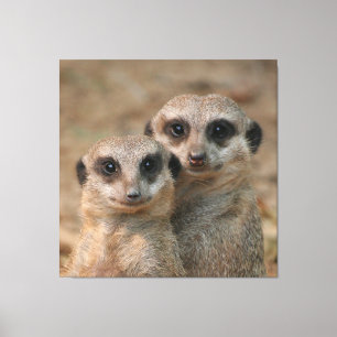 Meerkat Leinwanddruck