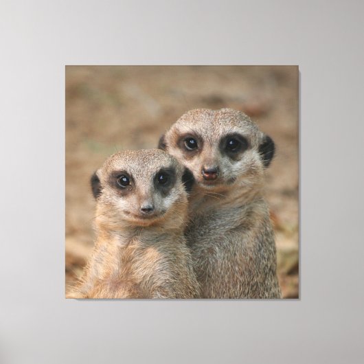 Meerkat Leinwanddruck (Vorderseite)