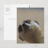 Meerkat Looking dramatisch Postkarte (Vorne/Hinten)
