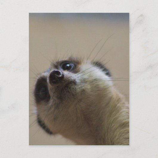 Meerkat Looking dramatisch Postkarte (Vorderseite)