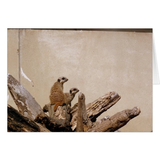 Meerkat Lookout (Vorderseite (Horizontal))